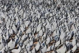Demoiselle cranes gathered at Khichan